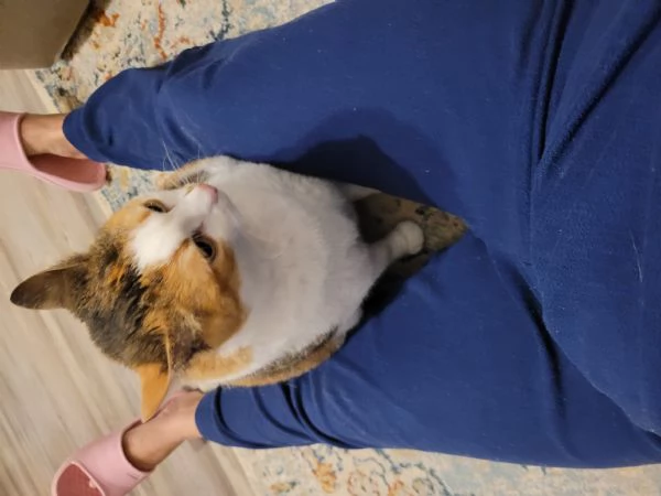 Cerco casa per la mia gatta | Foto 3