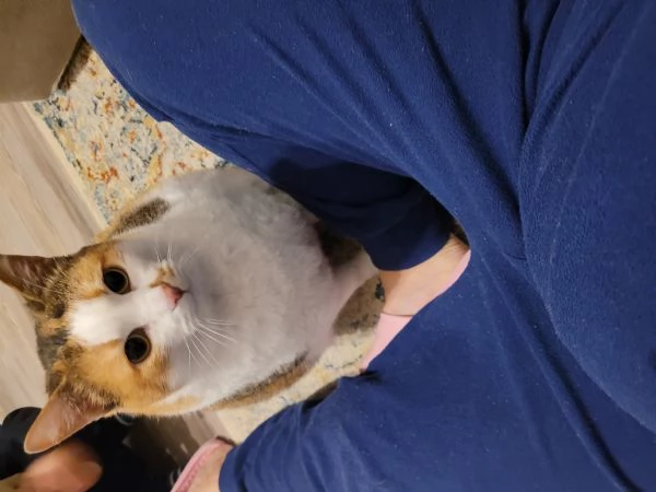 Cerco casa per la mia gatta | Foto 2