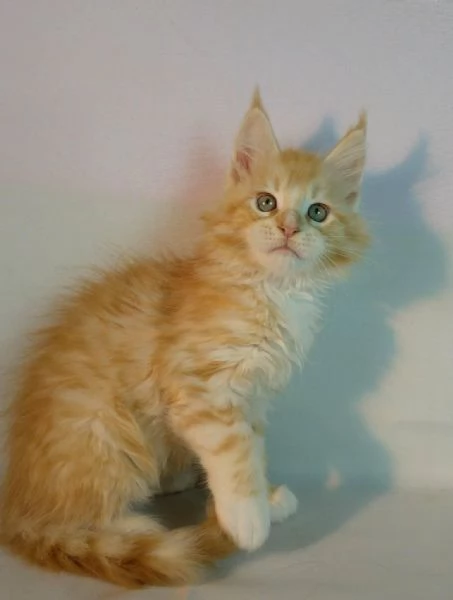 Maine Coon cuccioli pedigree