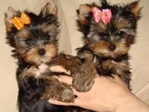 Cuccioli di Yorkie