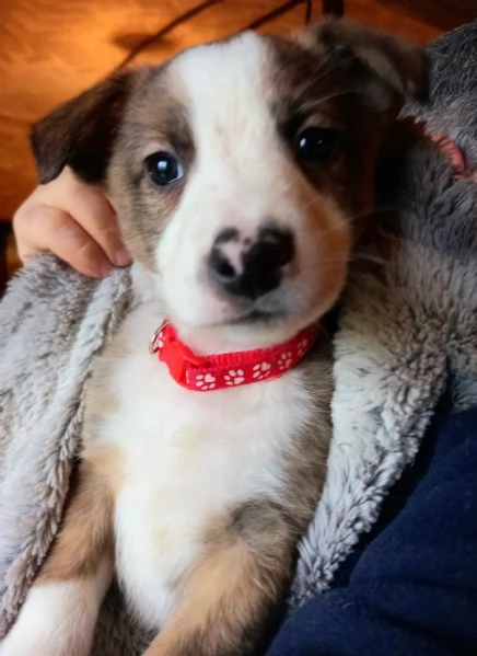 Cuccioli meticci  | Foto 2