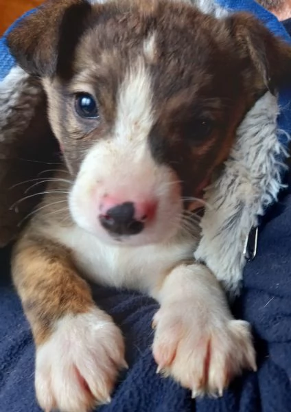 Cuccioli meticci  | Foto 1