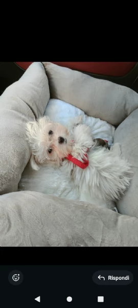 Cuccioli maltese 