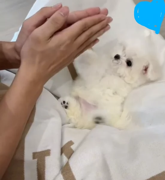 Cuccioli maltese  | Foto 0