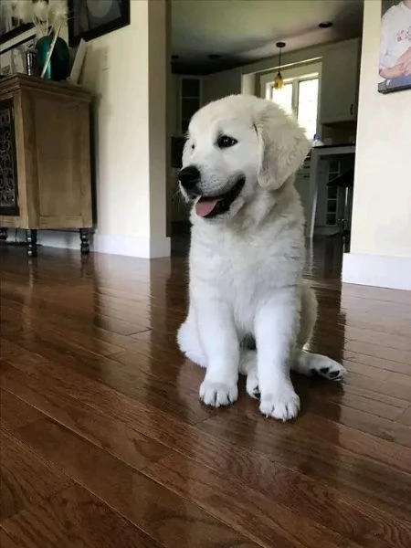 Cucciole golden retriever | Foto 0