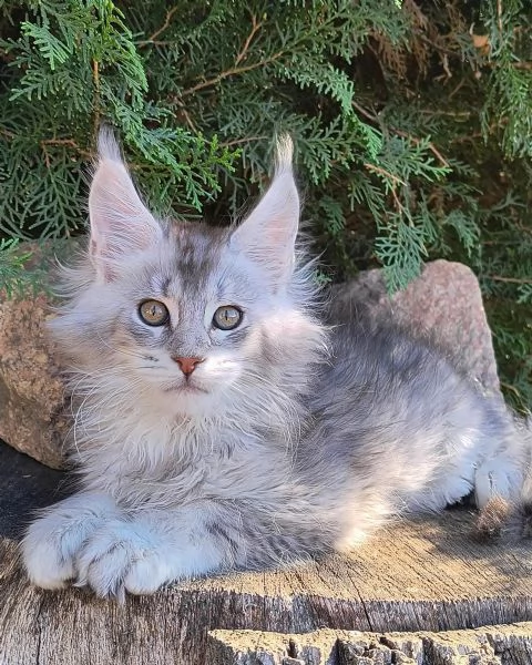 Cuccioli gatti Maine Coon | Foto 0