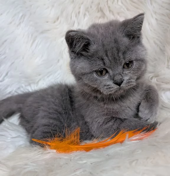 Adorabili Gattini British Shorthair   Maschio e Femmina | Foto 0
