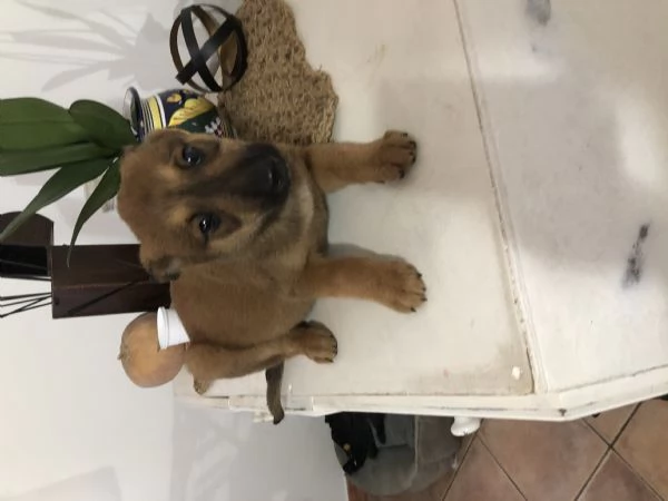 Cucciolo pastore belga mali nous 