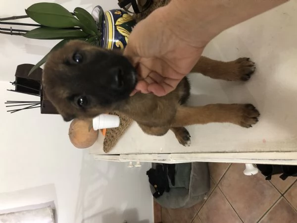 Cucciolo pastore belga mali nous  | Foto 3
