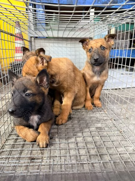 Cucciolo pastore belga mali nous  | Foto 0