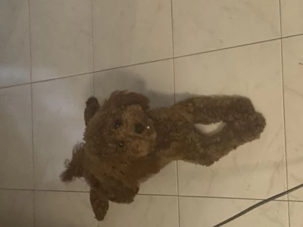 Barboncino Cucciolo | Foto 0