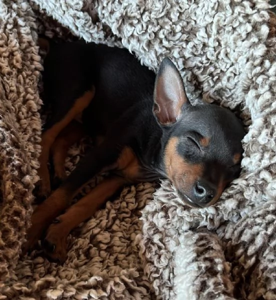 PinscherPincher toyRussianToy zona BG | Foto 6