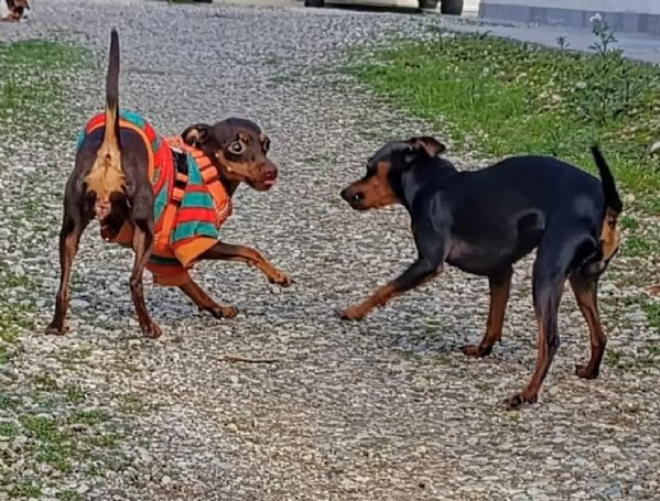 PinscherPincher toyRussianToy zona BG | Foto 5