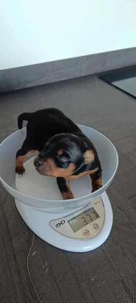 PinscherPincher toyRussianToy zona BG | Foto 4