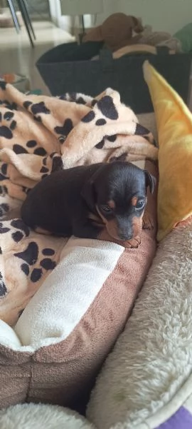 PinscherPincher toyRussianToy zona BG | Foto 3