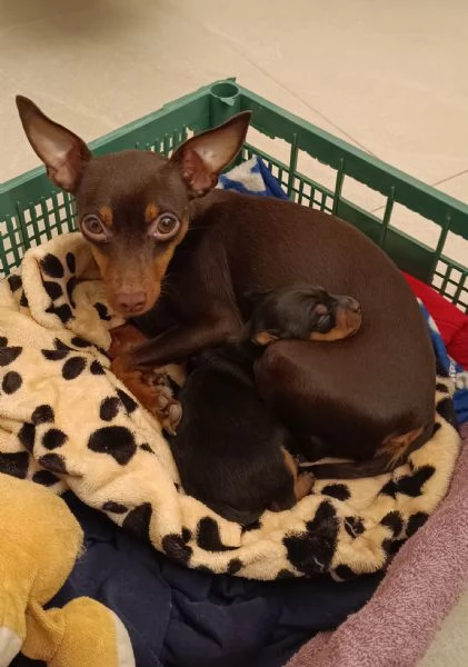 PinscherPincher toyRussianToy zona BG | Foto 2