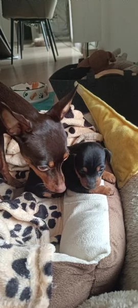 PinscherPincher toyRussianToy zona BG