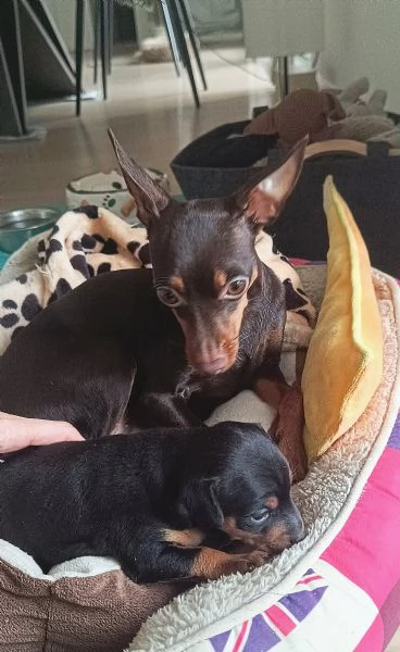 PinscherPincher toyRussianToy zona BG | Foto 1