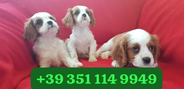  Cuccioli di Cavalier King maschi e femmine | Foto 2