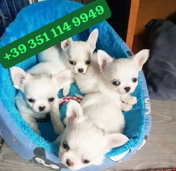  Cuccioli di Chihuahua maschi e femmine