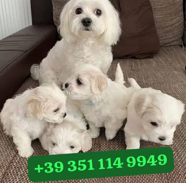 Regalo Cuccioli di Maltese maschi e femmine