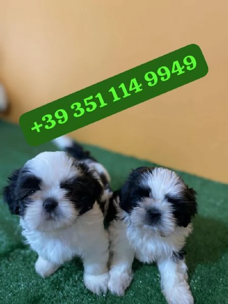 Regalo Cuccioli di Shitzu maschi e femmine