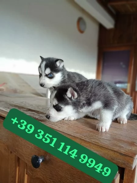 Regalo Cuccioli di Husky maschi e femmine | Foto 0