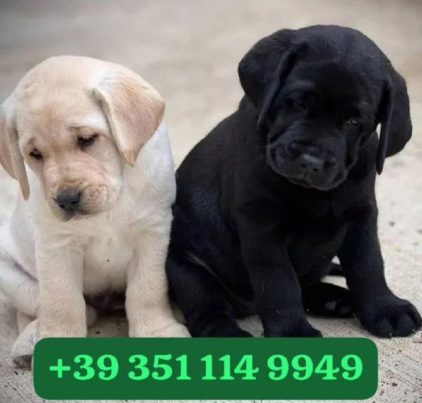 Regalo Cuccioli di Labrador maschi e femmine | Foto 2