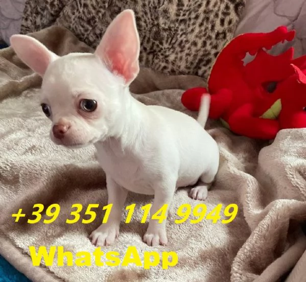 Regala cuccioli di Chihuahua maschio e femmina | Foto 0