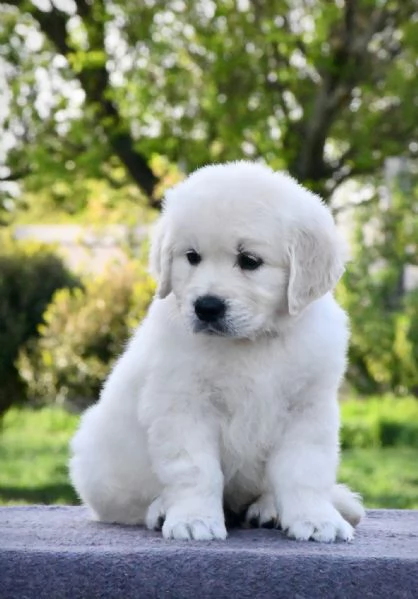 Cucciole golden retriever | Foto 0