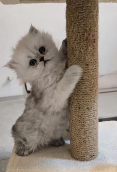 Cuccioli gatto Persiano Chinchilla Silver  | Foto 4