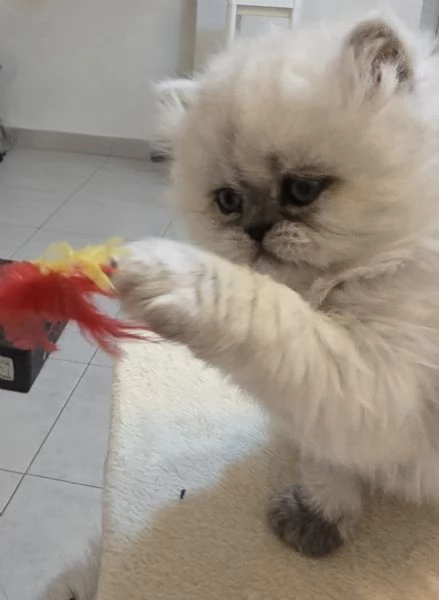 Cuccioli gatto Persiano Chinchilla Silver  | Foto 3