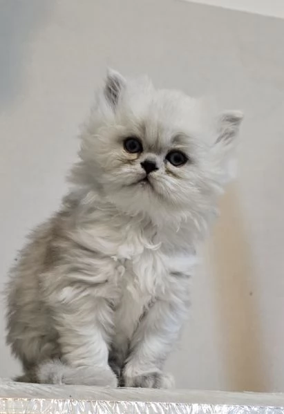 Cuccioli gatto Persiano Chinchilla Silver  | Foto 1
