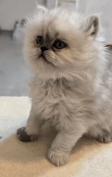 Cuccioli gatto Persiano Chinchilla Silver  | Foto 0