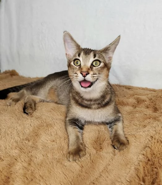 Disponibili due gattini esotici di Caracat | Foto 2