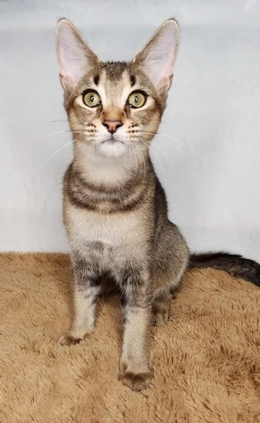 Disponibili due gattini esotici di Caracat | Foto 0