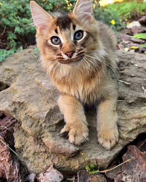 Due gattini esotici di Caracat | Foto 0
