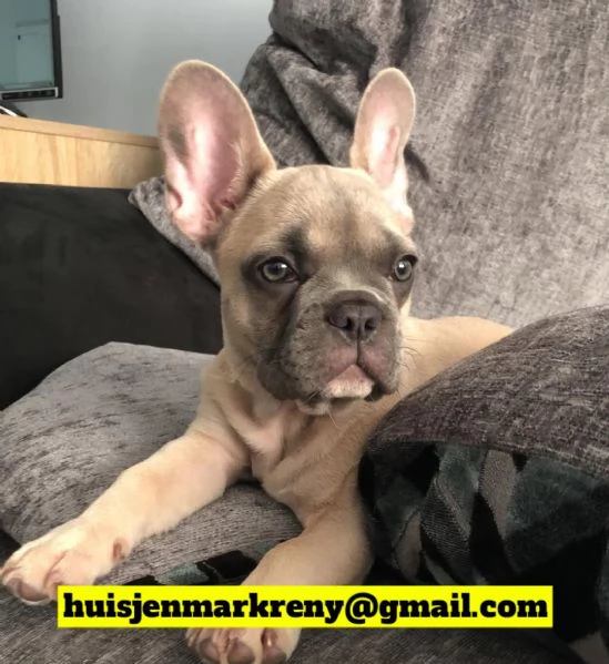 Sky una fantastica femmina di Bulldog Francese