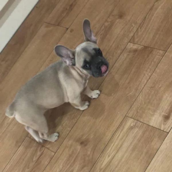 Sky una fantastica femmina di Bulldog Francese | Foto 1