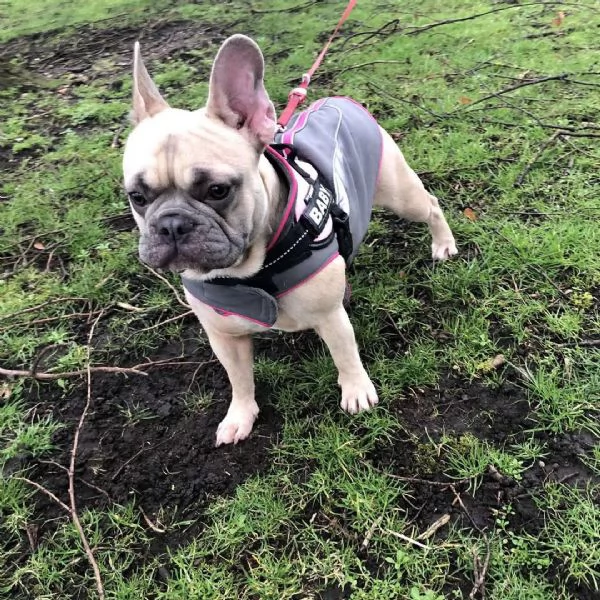 Sky una fantastica femmina di Bulldog Francese | Foto 0