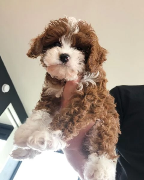 Meravigliosa Cavapoo con pedigree per una nuova casa | Foto 0