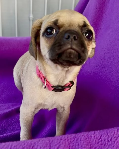 Meravigliosa cucciola di carlino femmina in cerca di una nuova casa per sempre | Foto 0