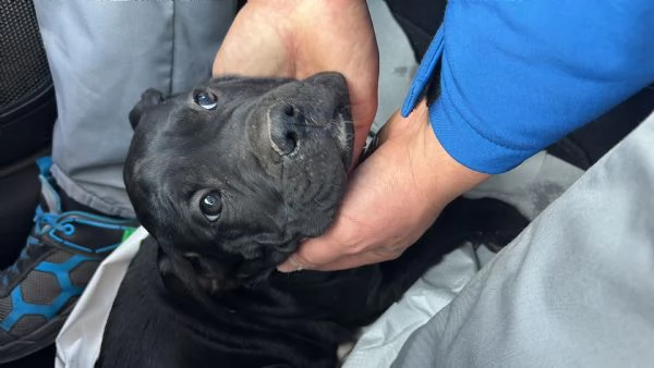 Cane corso  | Foto 2