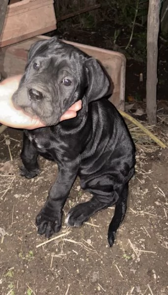 Cane corso  | Foto 1
