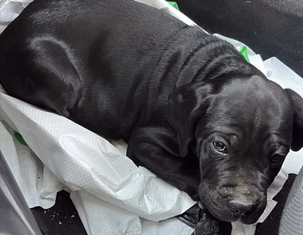 Cane corso  | Foto 0