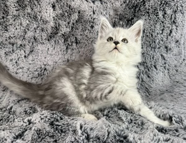 Maine Coon cuccioli  | Foto 0