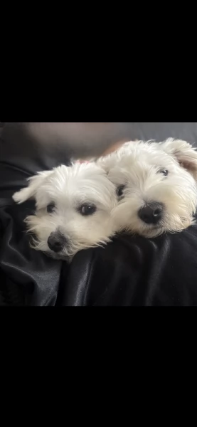 Maltese toy | Foto 3