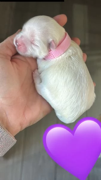 Maltese toy | Foto 2