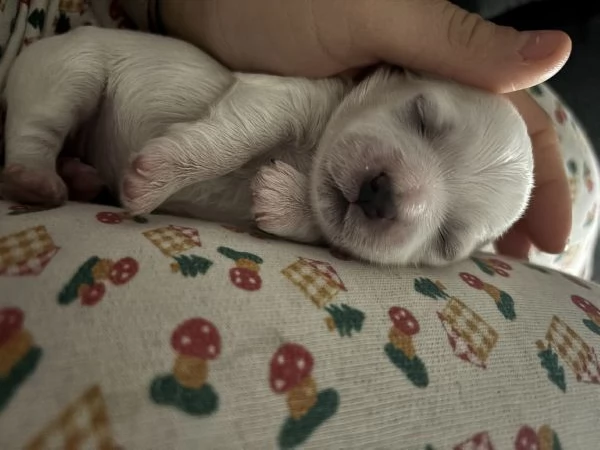 Maltese toy | Foto 0