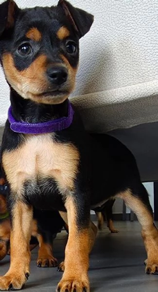 Pinscher  | Foto 0